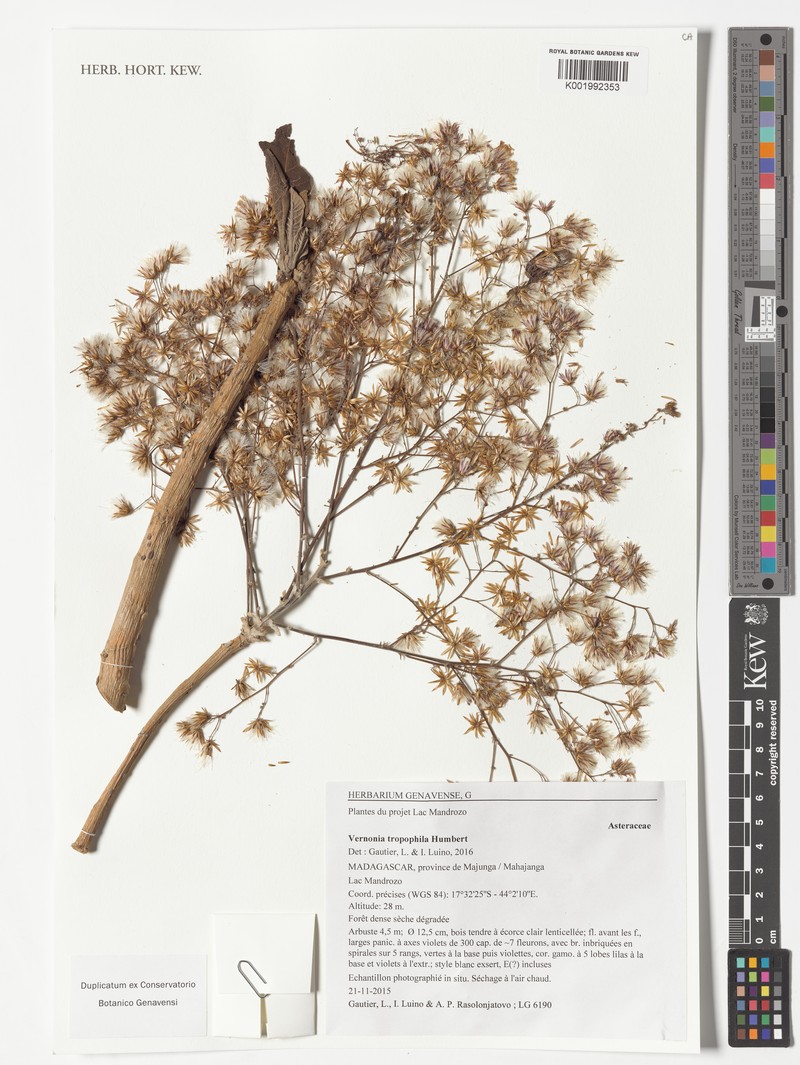 Vernonia tropophila