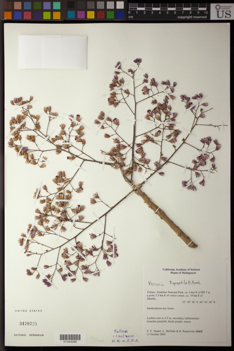 Vernonia tropophila photo 2