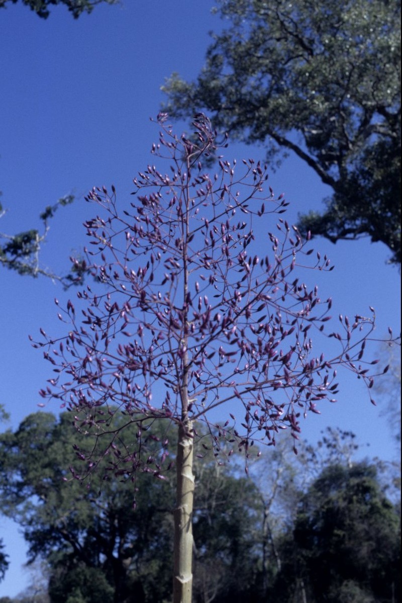 Vernonia tropophila photo 3