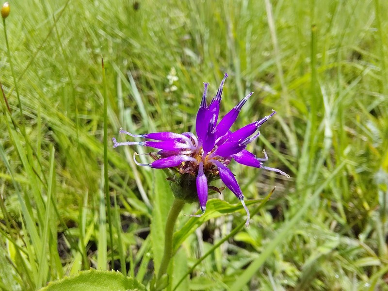 Vernonia tuberifera photo 2