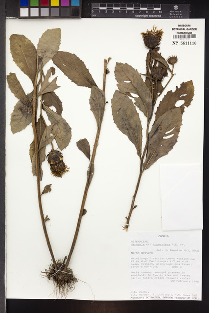 Vernonia tuberifera photo 3