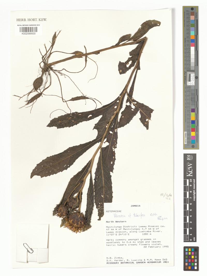 Vernonia tuberifera photo 4