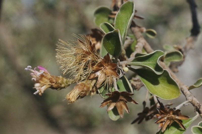 Vernonia unicata photo 4