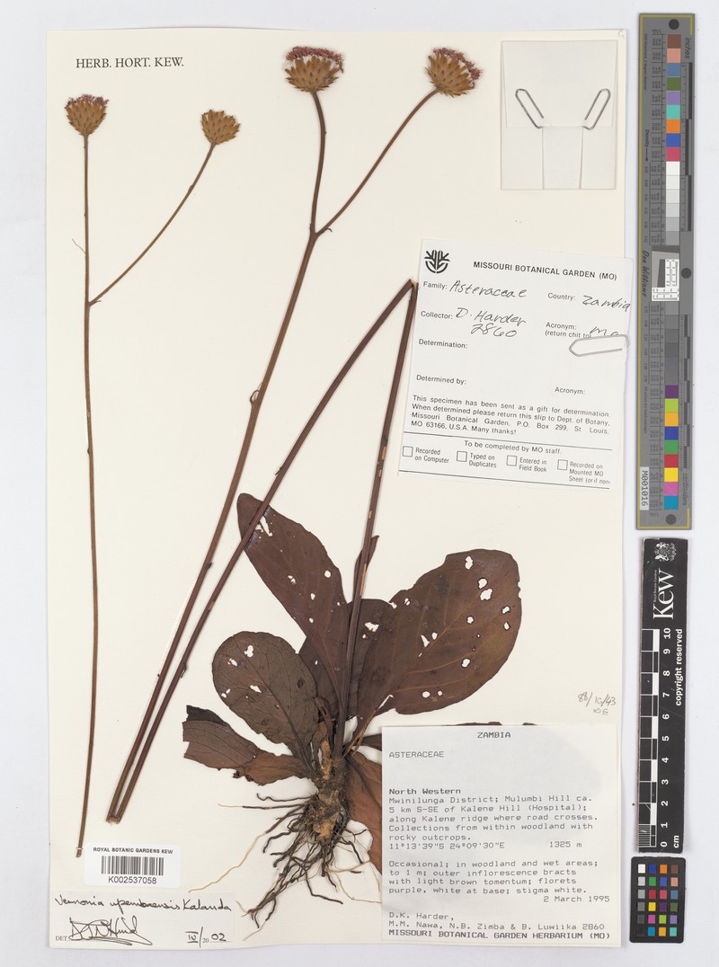 Vernonia upembaensis