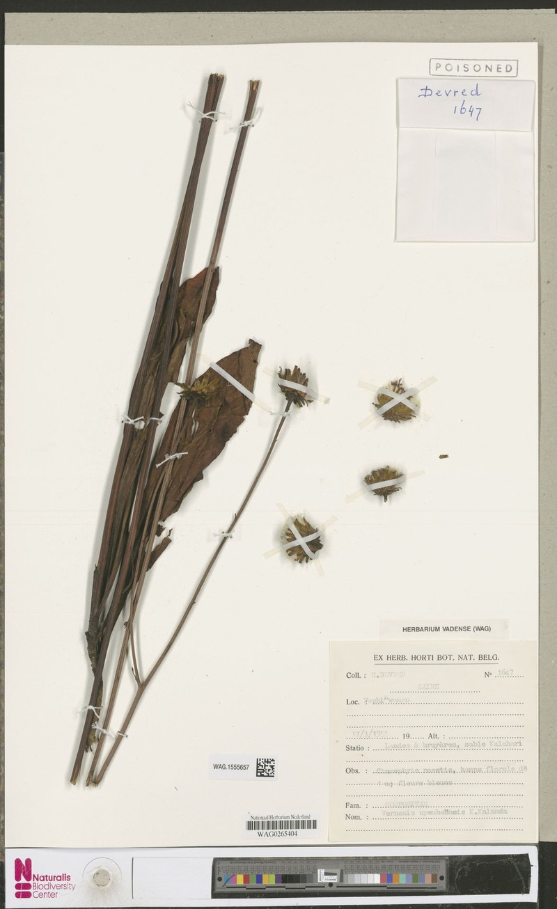 Vernonia upembaensis photo 2