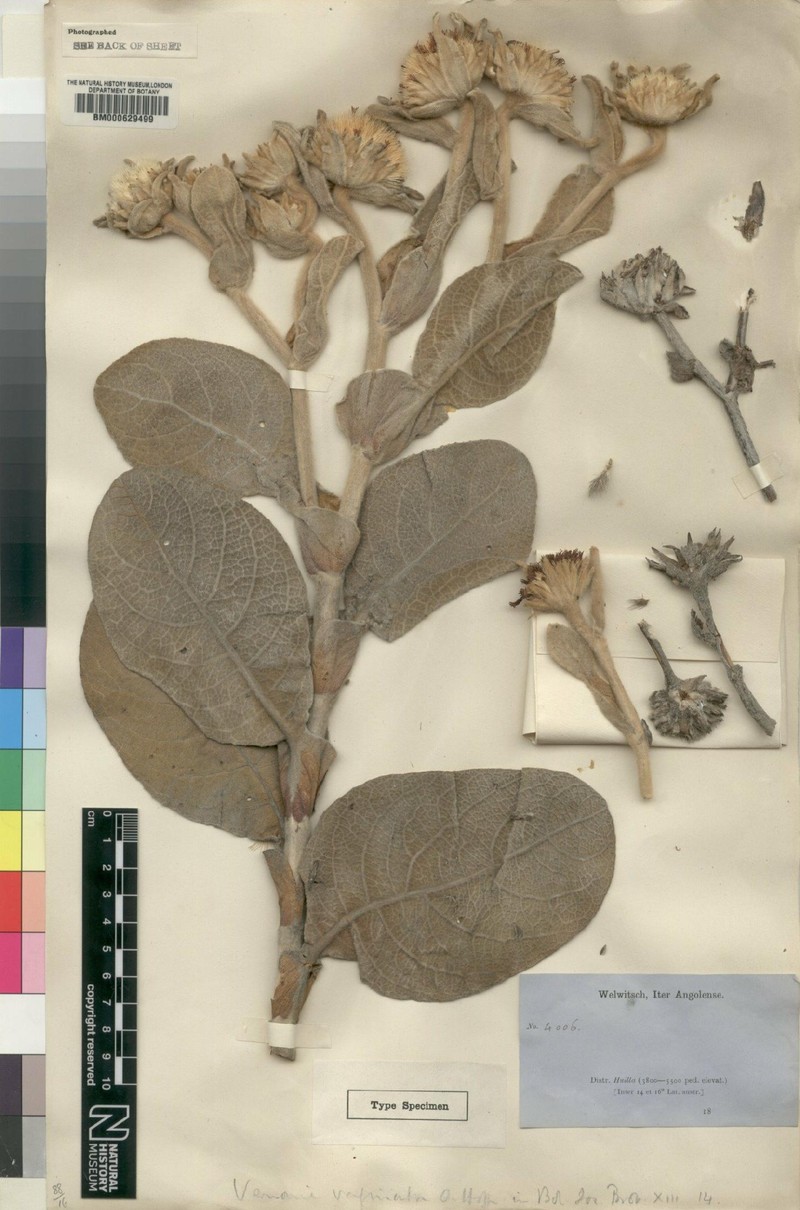 Vernonia vaginata