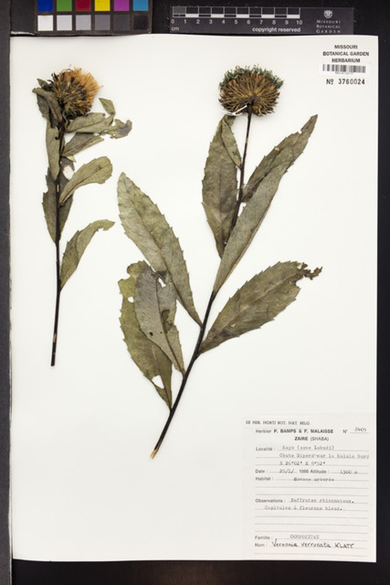 Vernonia vallicola