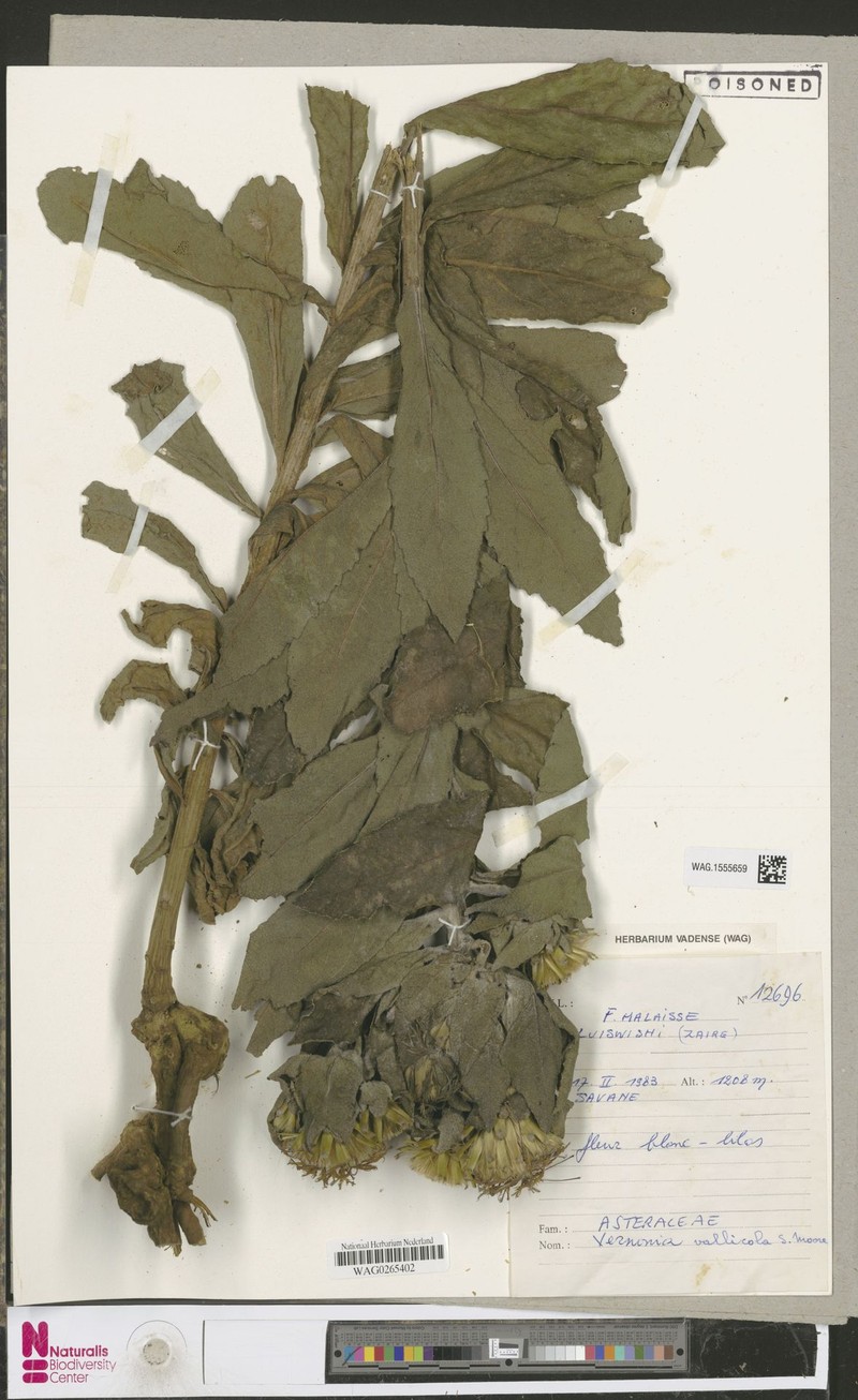 Vernonia vallicola photo 2