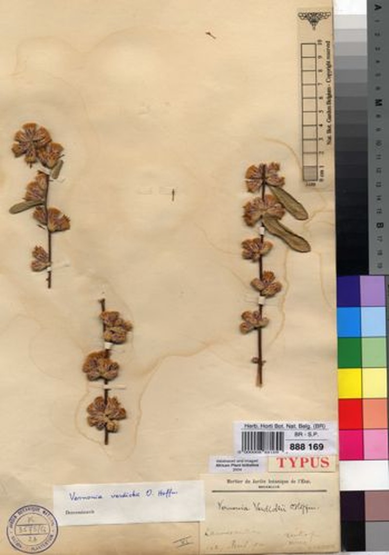 Vernonia verdickii