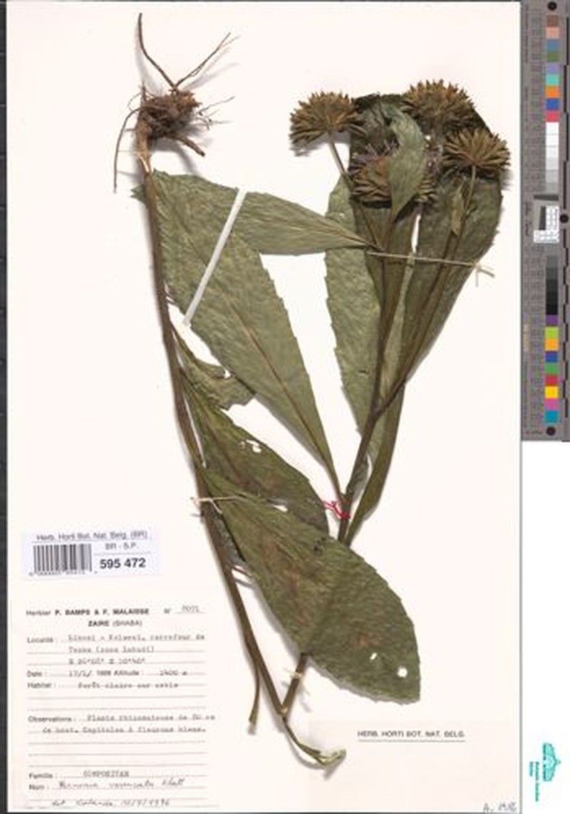 Vernonia verrucata