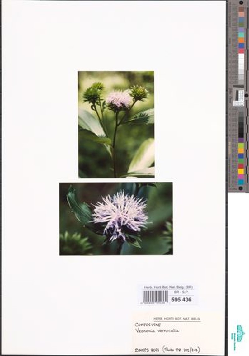 Vernonia verrucata photo 2