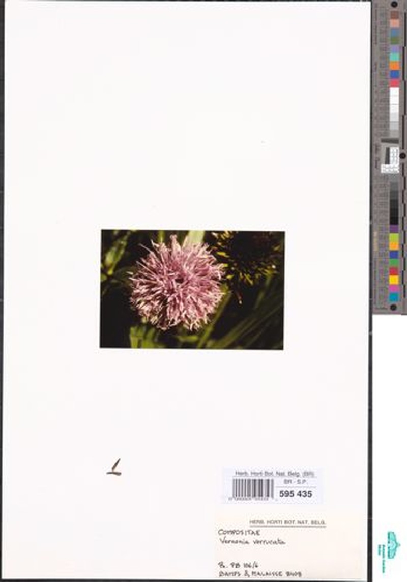Vernonia verrucata photo 3