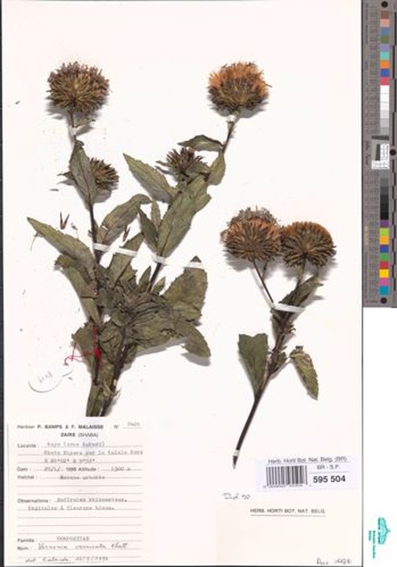 Vernonia verrucata photo 4