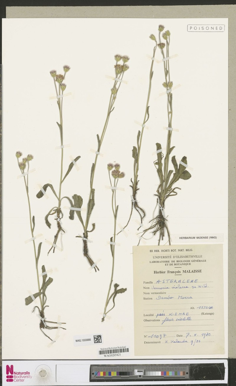 Vernonia violacea