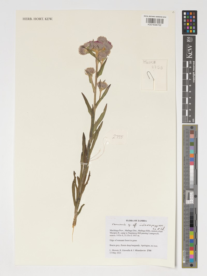 Vernonia violaceopapposa