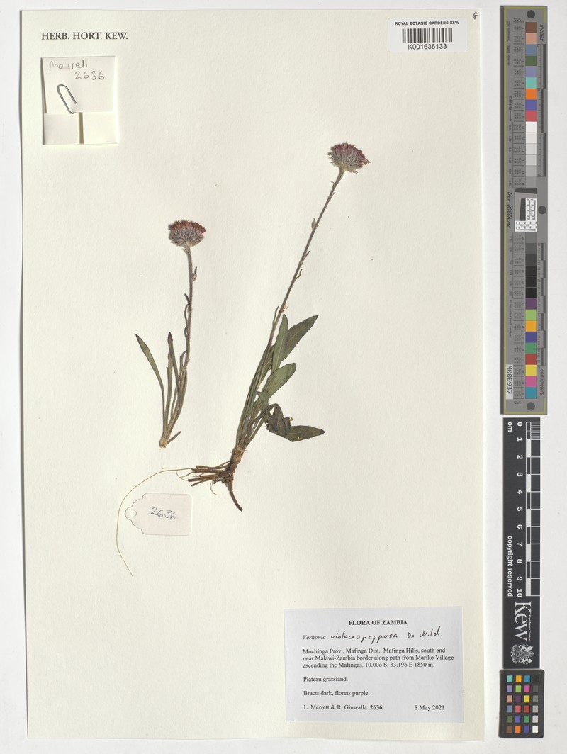Vernonia violaceopapposa photo 2