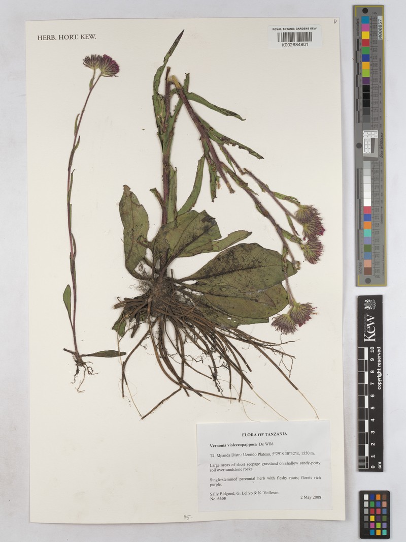 Vernonia violaceopapposa photo 3