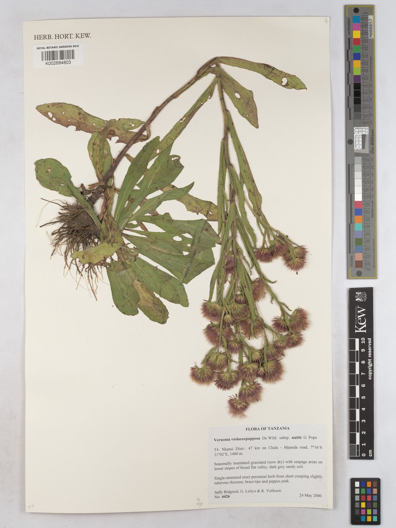 Vernonia violaceopapposa photo 4