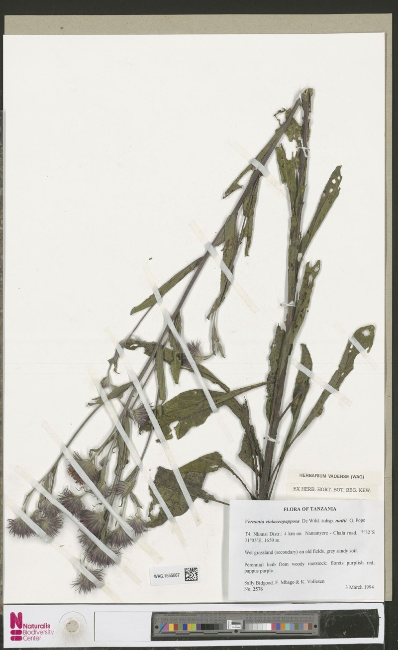 Vernonia violaceopapposa subsp. nuttii