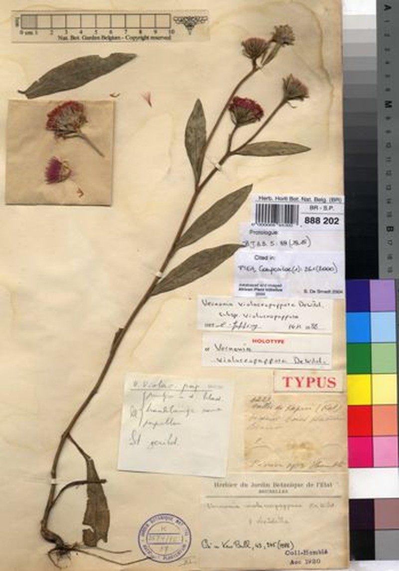 Vernonia violaceopapposa subsp. violaceopapposa