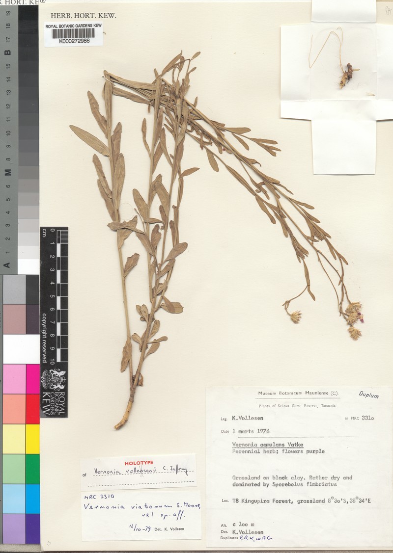 Vernonia vollesenii
