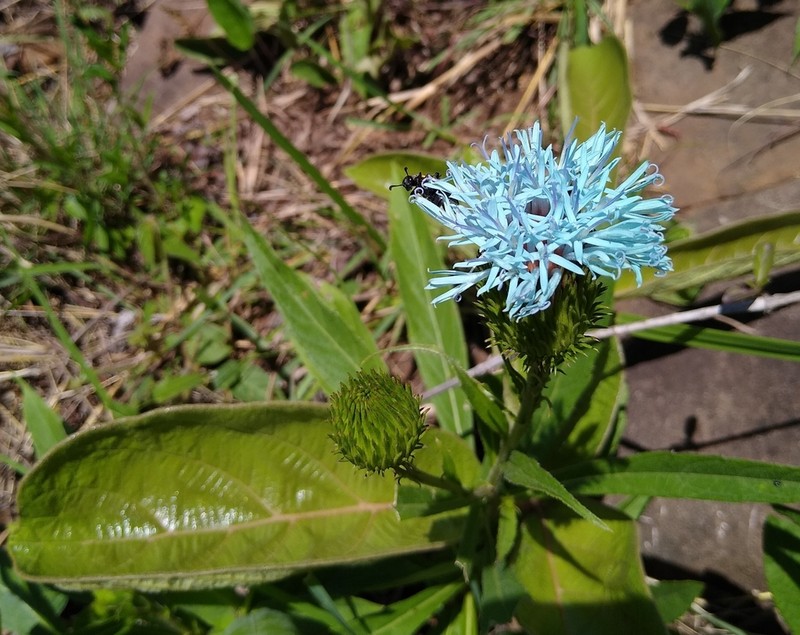 Vernonia wakefieldii