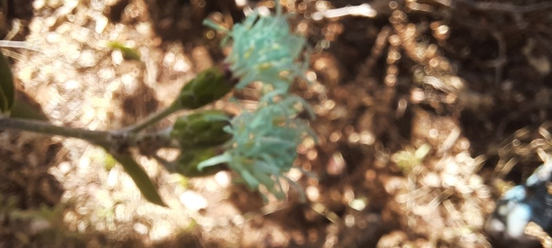 Vernonia wakefieldii photo 2