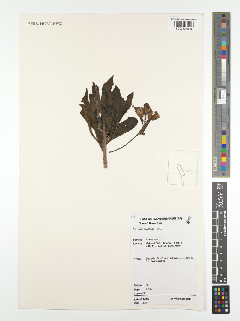 Vernonia wakefieldii photo 3