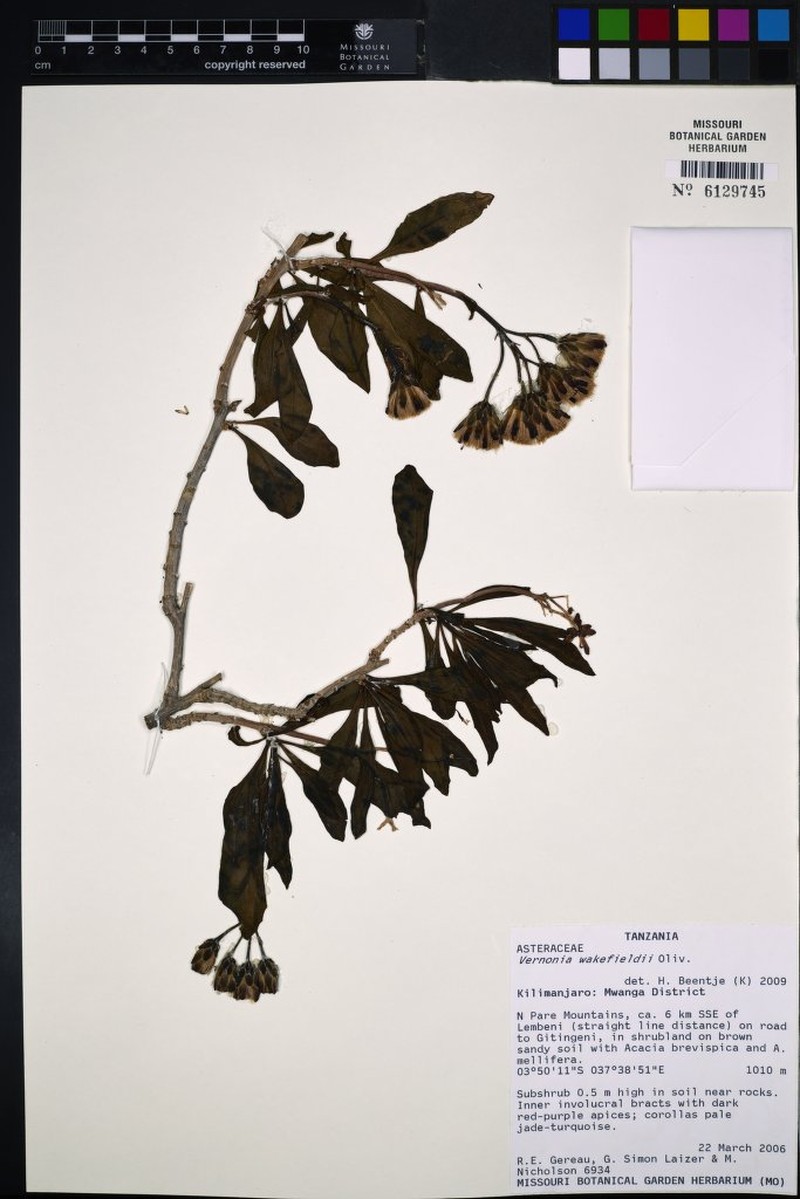 Vernonia wakefieldii photo 4
