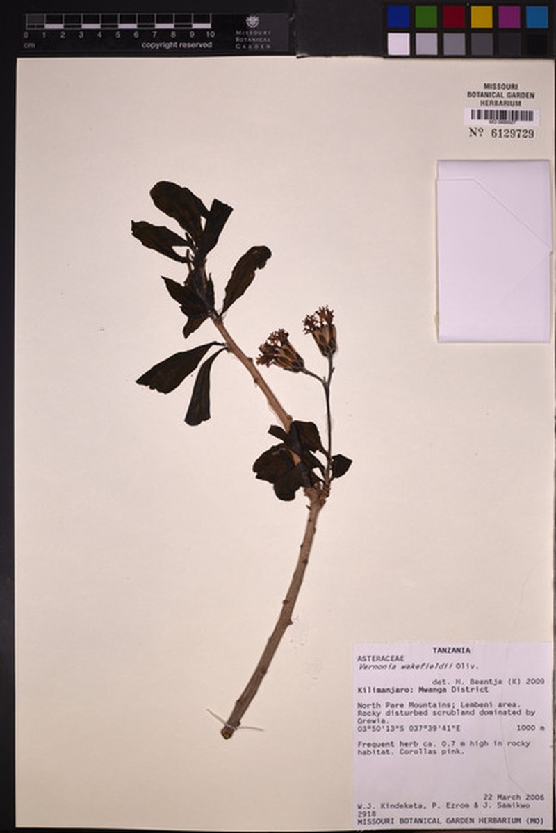 Vernonia wakefieldii photo 5