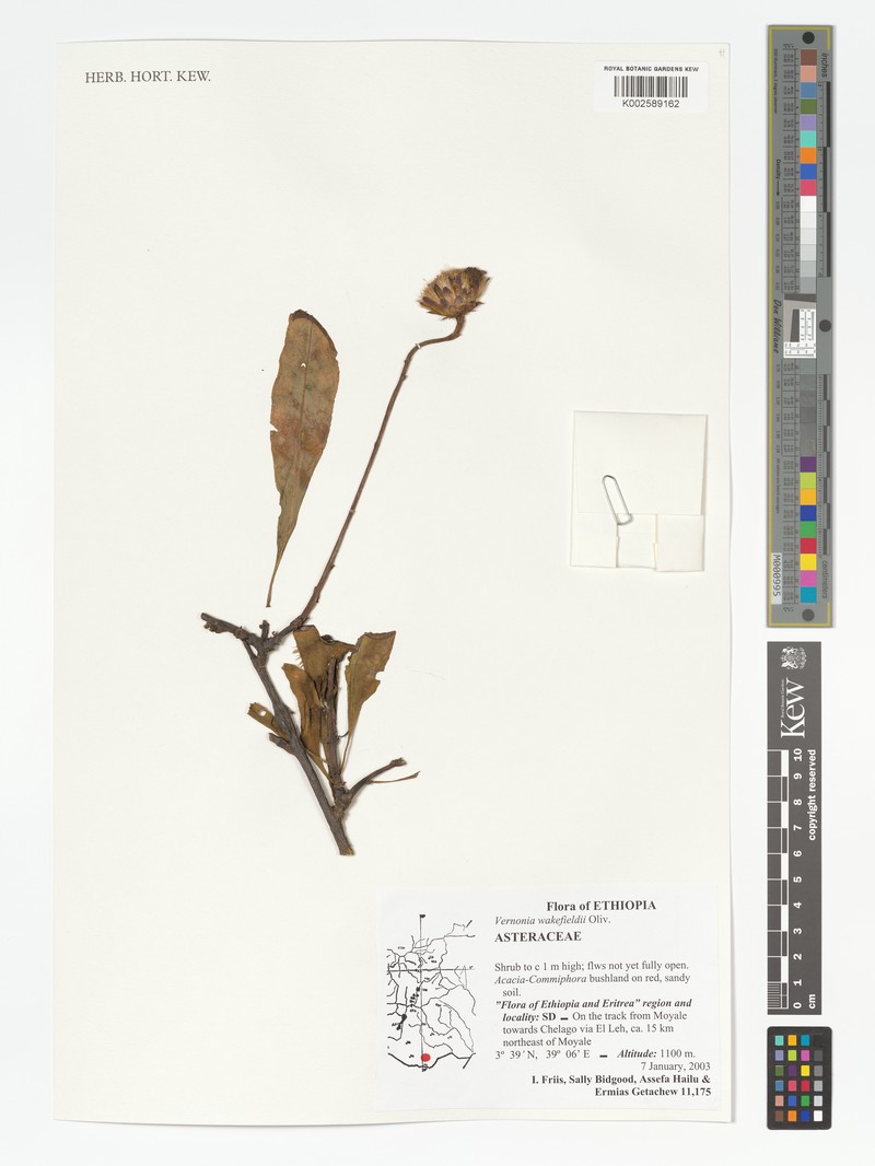 Vernonia wakefieldii photo 6