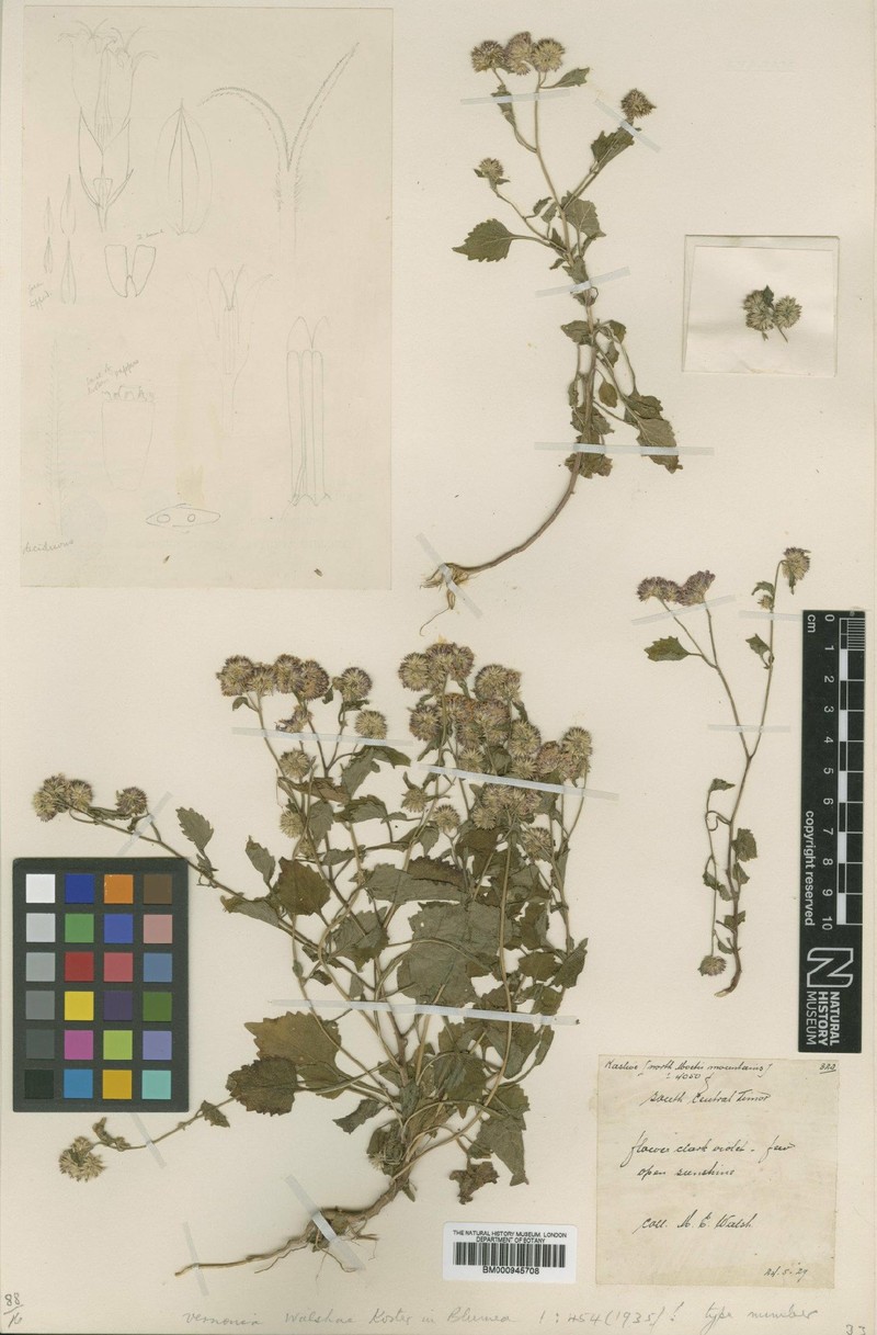 Vernonia walshae