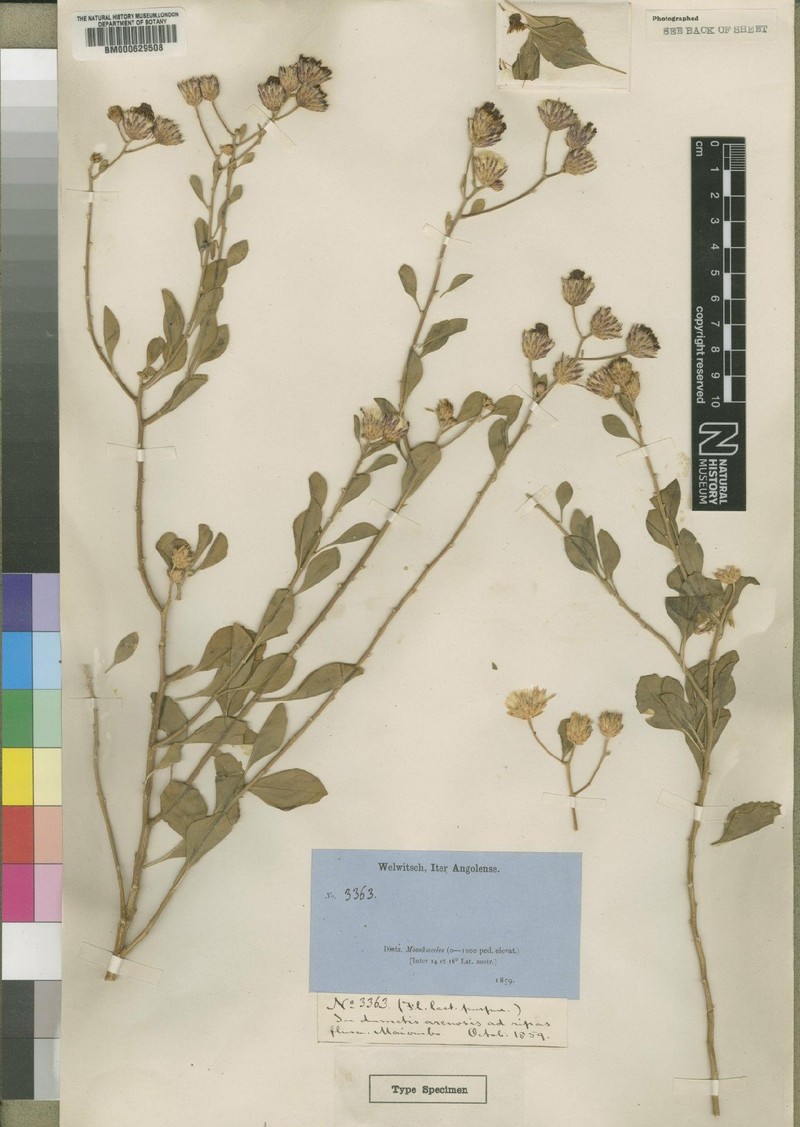 Vernonia welwitschii