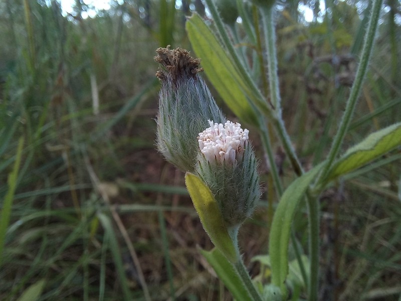 Vernonia zambiana