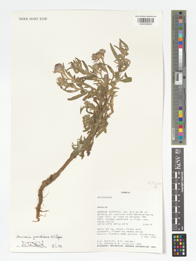 Vernonia zambiana photo 2