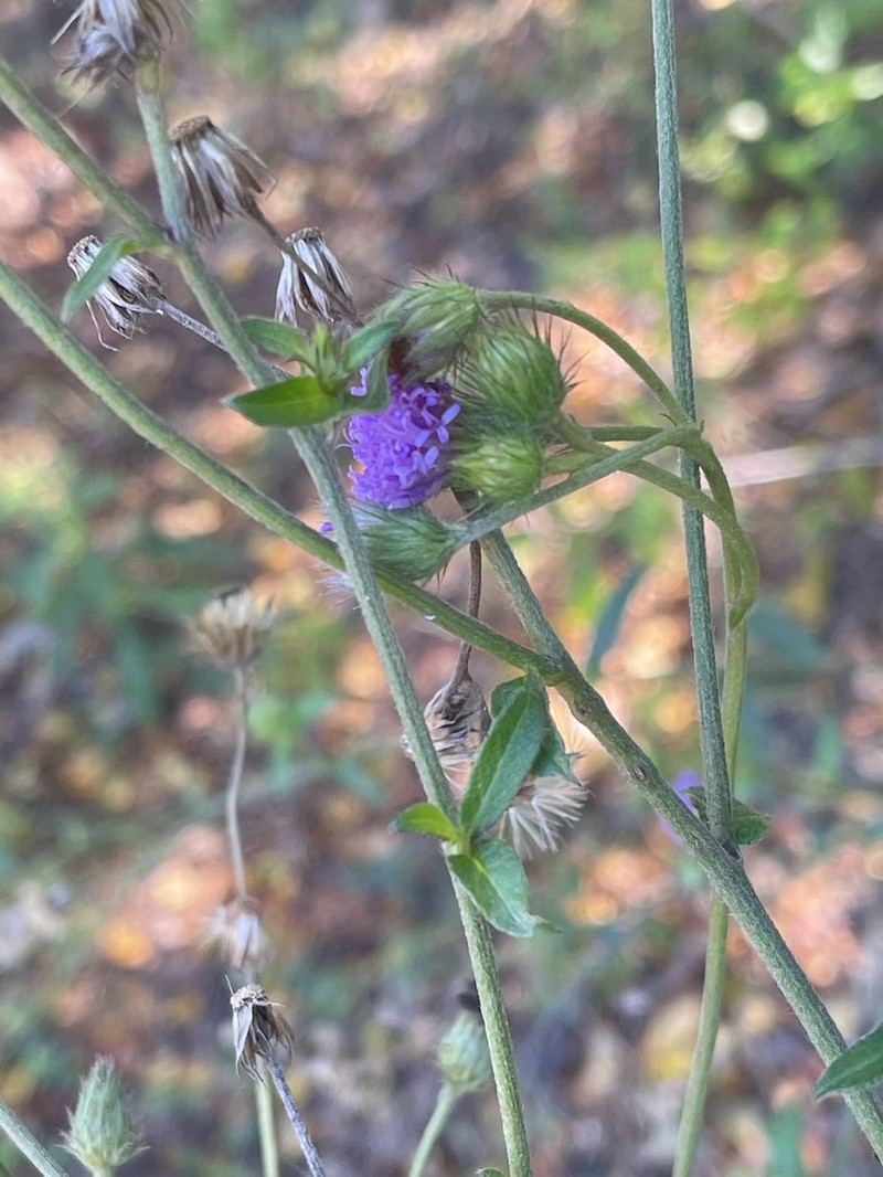 Vernoniastrum acuminatissimum