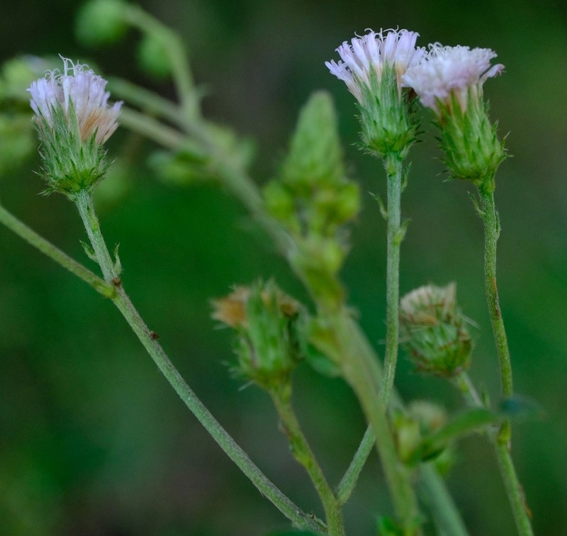 Vernoniastrum acuminatissimum photo 2