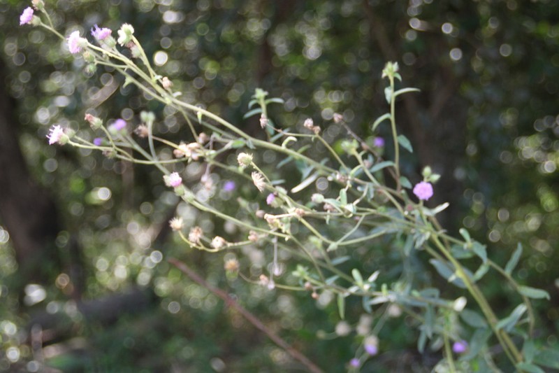 Vernoniastrum acuminatissimum photo 3