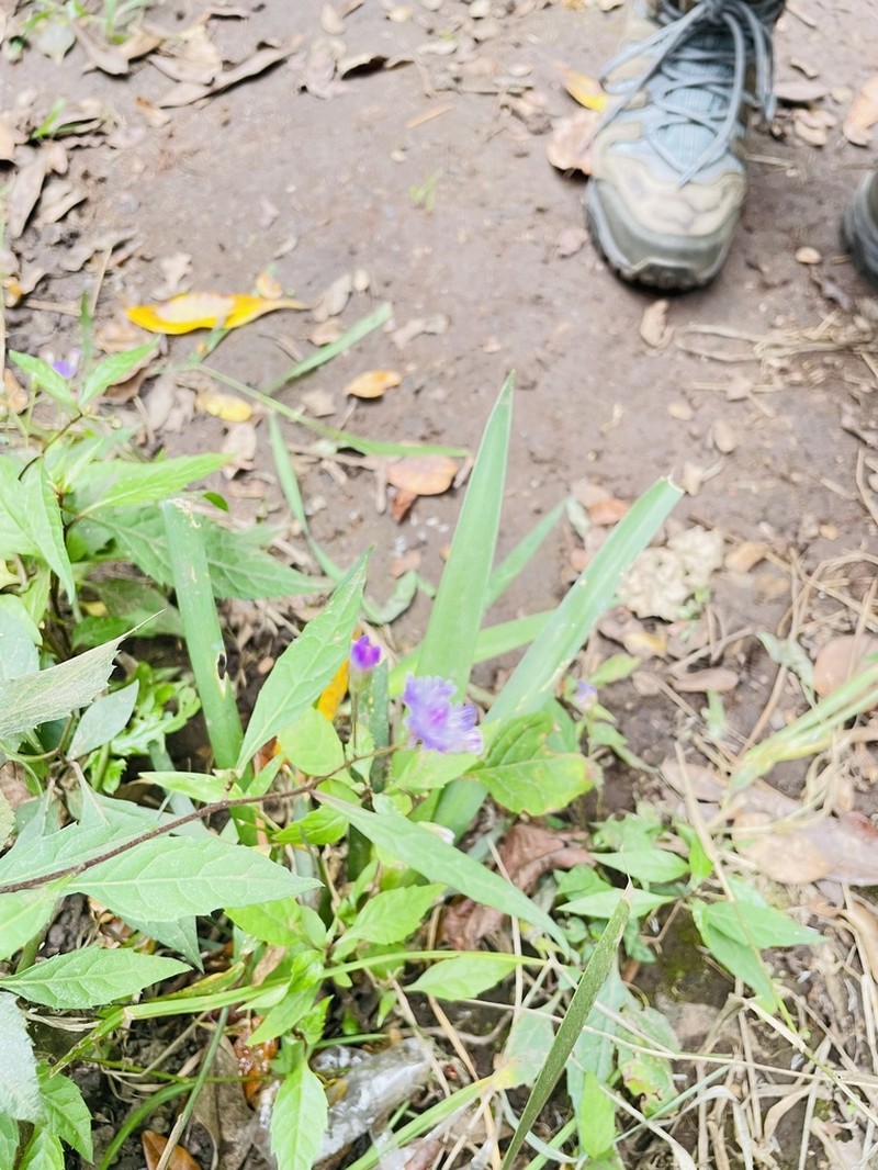 Vernoniastrum acuminatissimum photo 4
