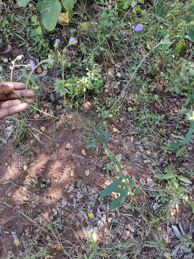 Vernoniastrum acuminatissimum photo 5