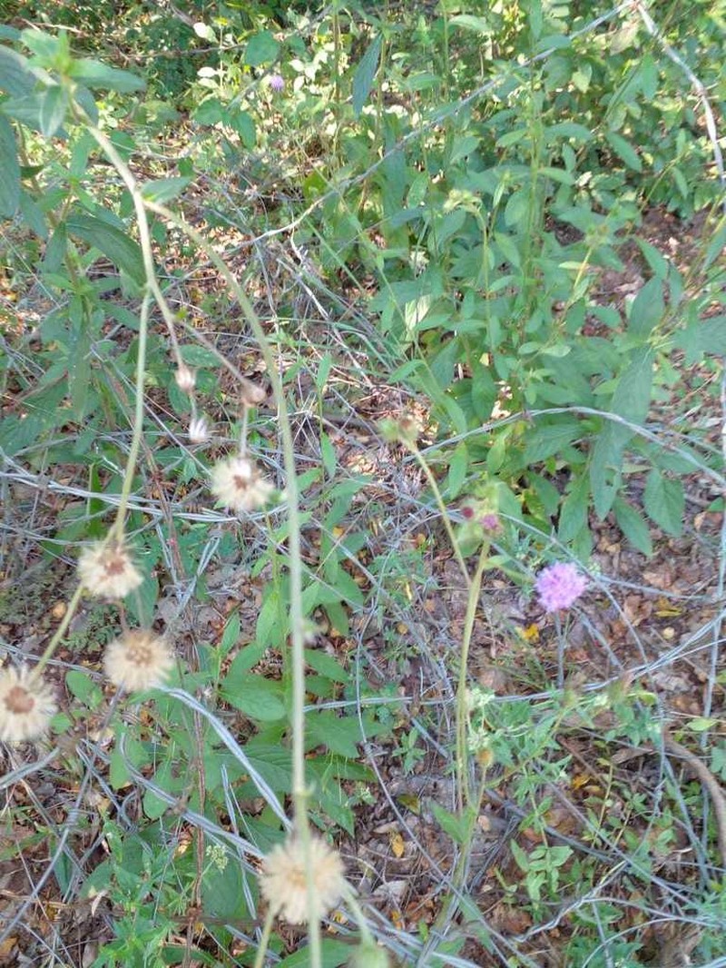 Vernoniastrum acuminatissimum photo 6