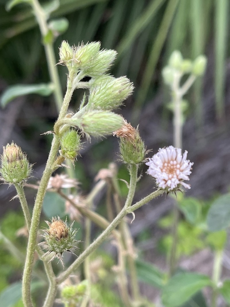 Vernoniastrum acuminatissimum photo 8