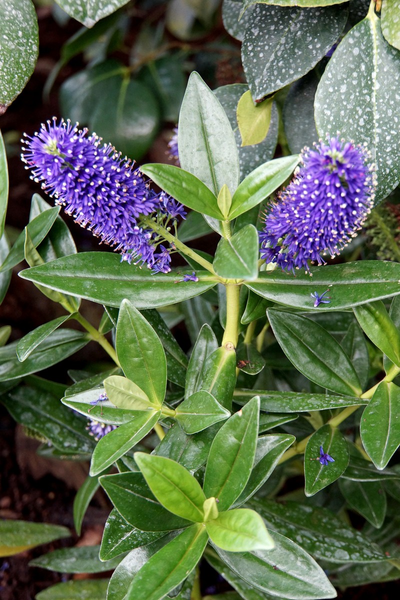 Veronica × andersonii