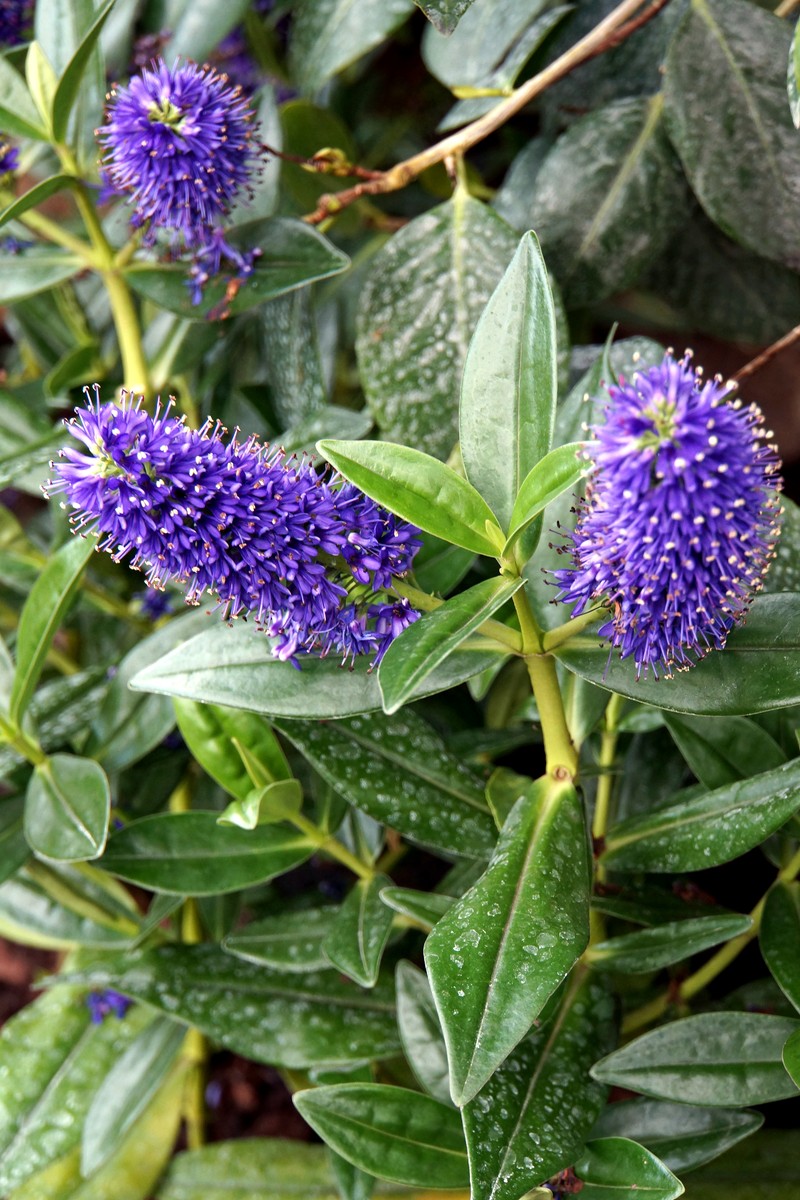 Veronica × andersonii photo 2