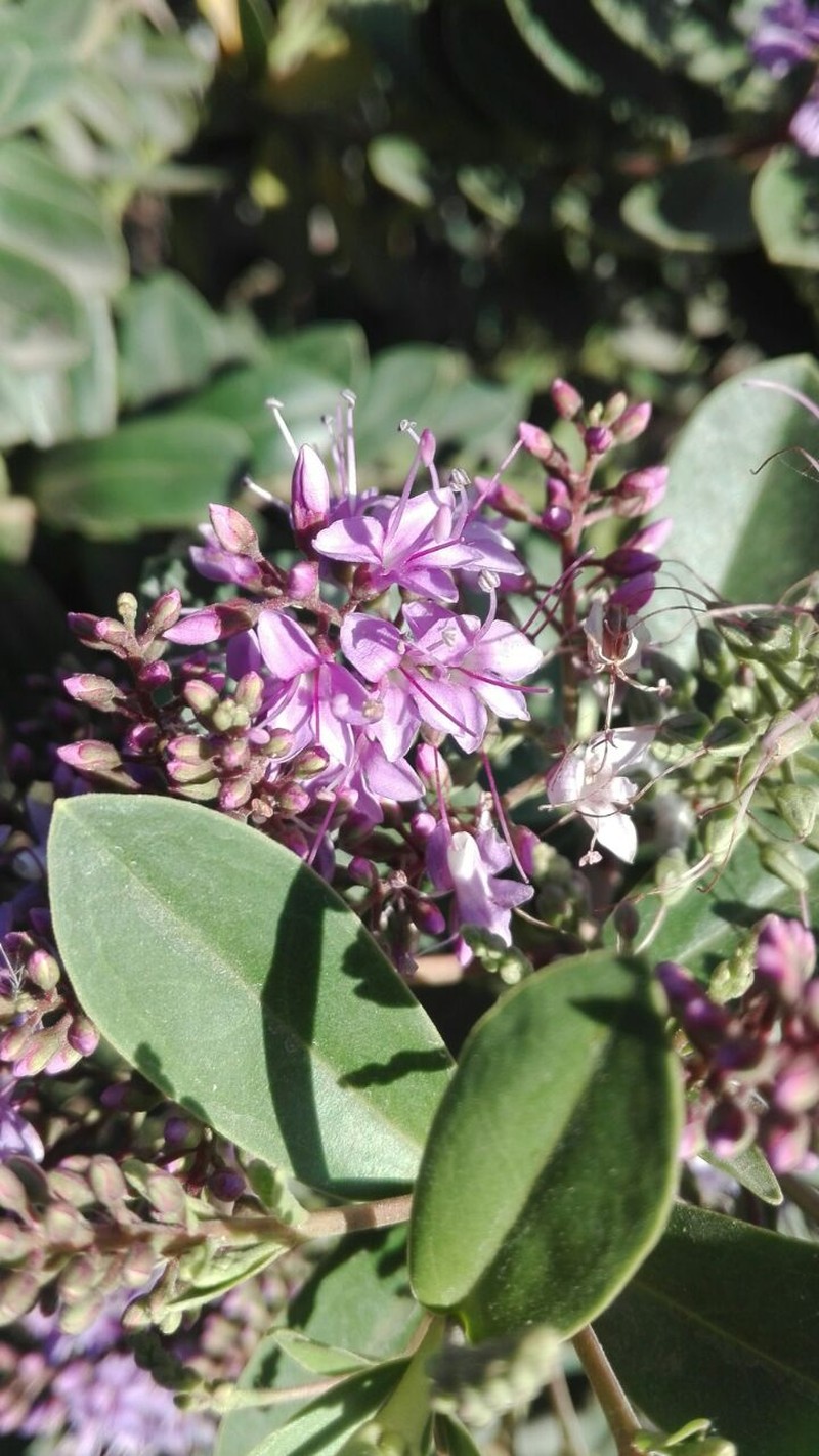 Veronica × andersonii photo 3