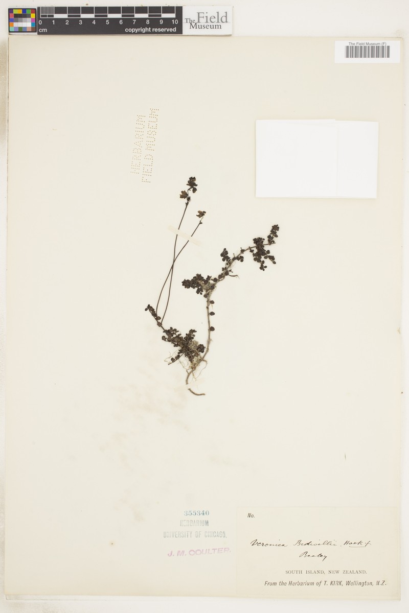 Veronica × bidwillii photo 3