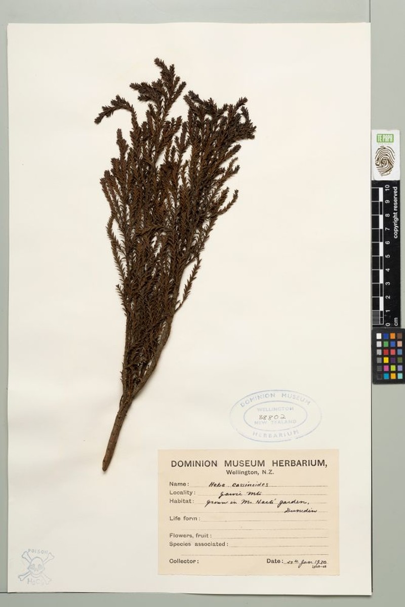 Veronica × cassinioides