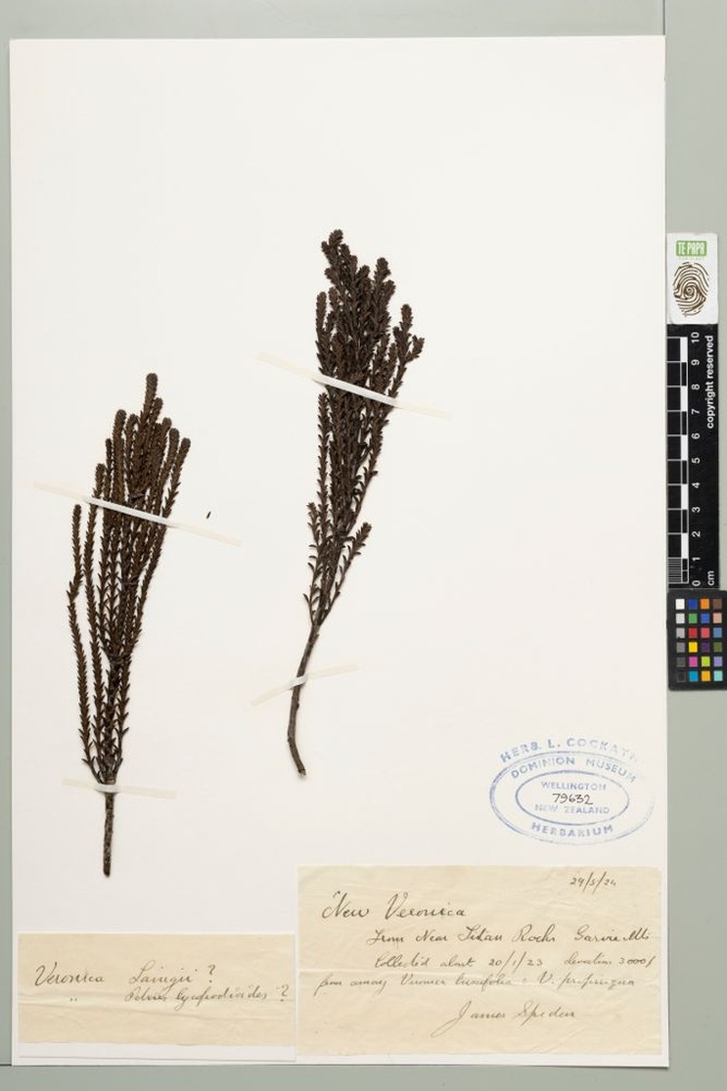 Veronica × cassinioides photo 3