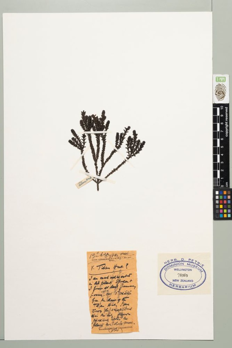 Veronica × cassinioides photo 4