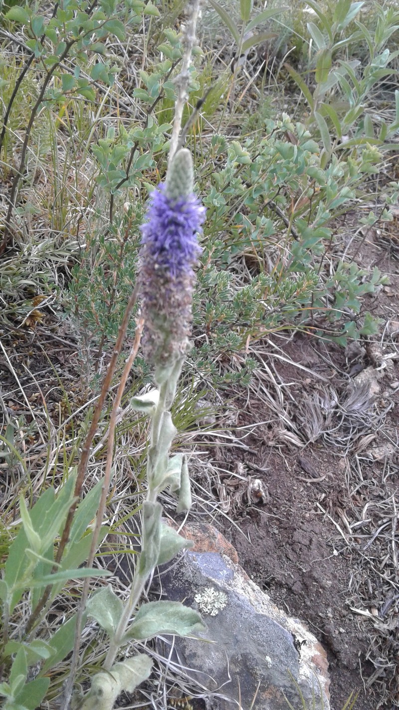 Veronica × czemalensis
